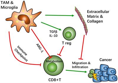 Crosstalk Between Tumor-Associated Microglia/Macrophages and CD8-Positive T Cells Plays a Key Role in Glioblastoma